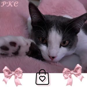 Welcome 🎀 𝓟𝓘𝓝𝓚 𝓚𝓘𝓣𝓣𝓨 𝓒𝓛𝓞𝓢𝓔𝓣 🎀